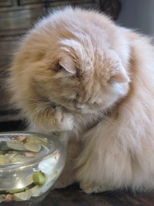 O estilo e elegância...